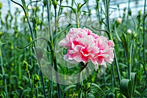 ÃÂ¡ultivation of Dianthus caryophyllus, theÃÂ carnation flowering photo